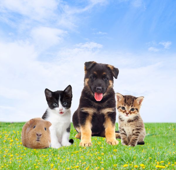 Portland Pets